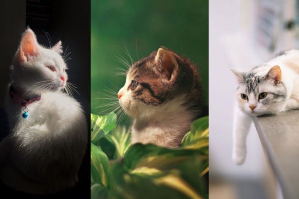 Hình nền mèo đẹp: Khám phá vẻ đẹp của loài mèo qua những bức ảnh ấn tượng