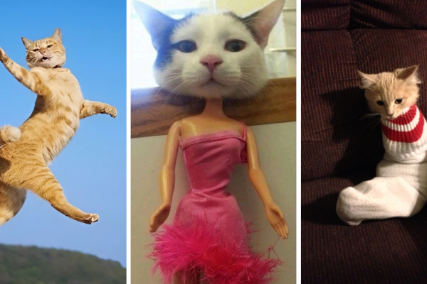 Hình nền mèo meme: Thế giới đáng yêu và hài hước của những chú mèo