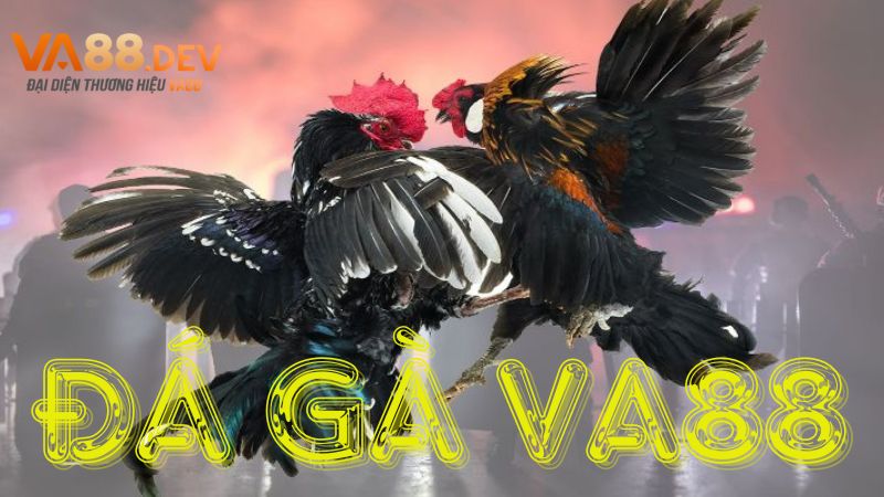 Giới thiệu sân chơi đá gà trực tuyến VA88