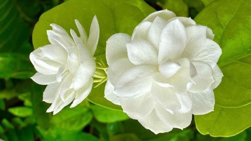 35+ Hình nền hoa nhài thanh khiết mang lại cảm giác an yên